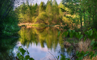 River trees forest green leaves - tree and a forest free wallpaper