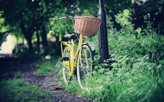 Yellow bicycle forest shallow depth - the front of it free wallpaper