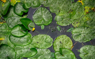 Pond leaves water lilies yellow - drop of water free wallpaper