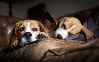 Sad dogs couch blurry shiba - his face free wallpaper