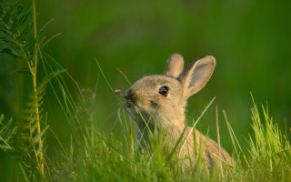 Rabbit grass surprised beatrixpotter macro - beatrix potter free wallpaper