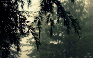 Branch bird bamboo forest fireworks - the branch free wallpaper