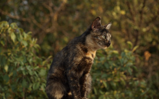 Curious cat on rock nature - curious free wallpaper