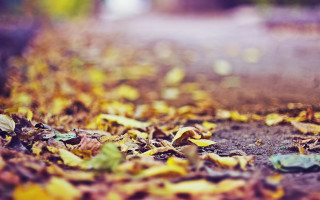 Blurry leaves autumn road sunset - florianne becker free wallpaper