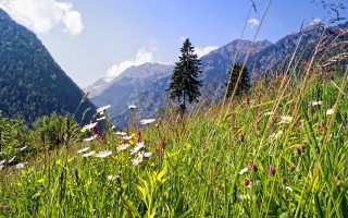 Wildflowers daisies mountainside blue sky - a blue sky free wallpaper