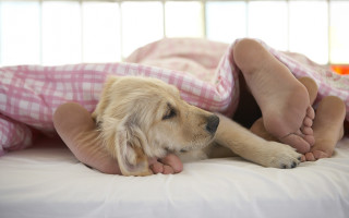 Dog bedding barefoot sleeping plaid - morning free wallpaper