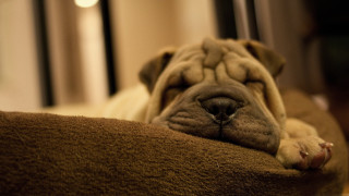 Dog sleeping brown blanket room - canon 5 0 mm free wallpaper