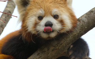 Red panda tongue tree branch - chippy free wallpaper