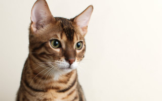 Brown black cat green eyes - a white wall behind free wallpaper