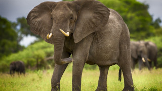 Elephant grassy field background bush - a grassy field free wallpaper