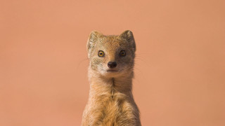 Small animal front paws pink - a small animal standing free wallpaper