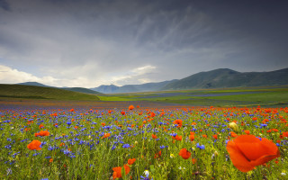 Flower field mountains clouds blue 5 - impressionist free wallpaper