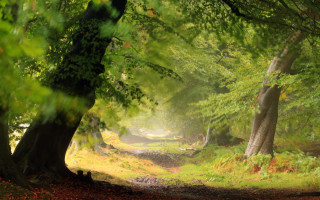 Forest path light ray sunset - both side of it free wallpaper