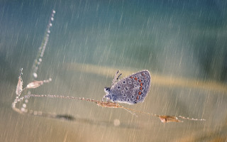 Blue butterfly rain water drops - arthur pan free wallpaper