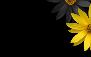 Black yellow gothic flower yakumo - a black border free wallpaper