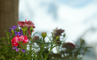 Flowers vase table sky window - a vase free wallpaper