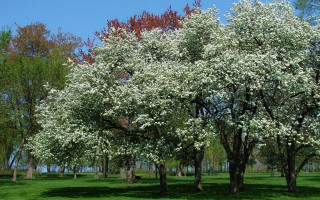 Trees white flowers park bench - green grass and trees free wallpaper