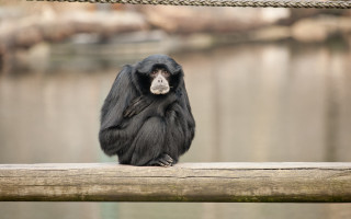 Monkey water wooden plank boat - alex petruk ape free wallpaper