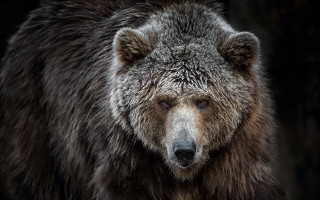 Bear forest rocks sad look - david begbie free wallpaper