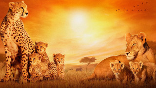 Lion family sunset field wildlife - chris labrooy free wallpaper