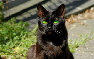Black cat green eyes outdoors - a black cat free wallpaper