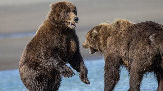 Brown bears playing beach water - institutional critique free wallpaper