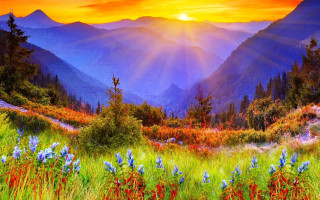 Mountain landscape autumn sunset flowers - the foreground and a sunset in the background free wallpaper