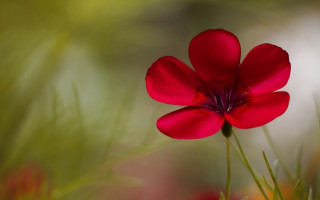 Red flower green background macro 6 - a red flower free wallpaper