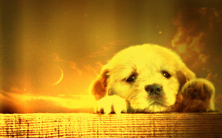 Puppy ledge yellow background matte - melting free wallpaper