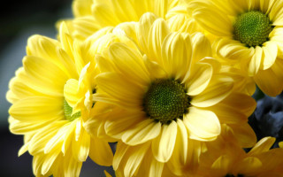 Yellow flower closeup vase black - green center free wallpaper