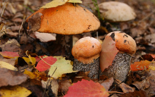 Mushrooms leaves forest autumn ecological - the forest free wallpaper