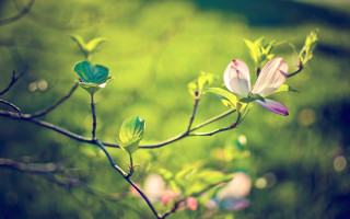 Flower blooming branch nature bokeh - naturalism free wallpaper