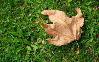 Leaf autumn nature garden path - a single leaf free wallpaper