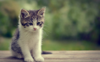 Small kitten outdoor sad carlos - outside free wallpaper