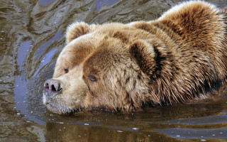 Brown bear swimming ecological animal - edwin landseer free wallpaper