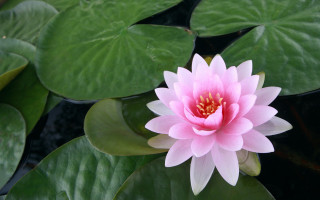 Pink flower green leaves water 3 - blanche hoschedé monet free wallpaper