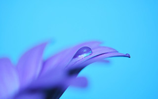 Purple flower water droplets macro 39 - blue background free wallpaper