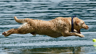 Dog jumping water tennis ball - a tennis ball free wallpaper