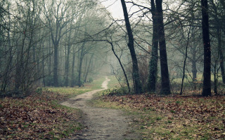 Woodland path autumn leaves matte - the ground and a path free wallpaper