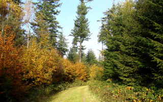 Dirt road autumn leaves blue - tree and grass free wallpaper