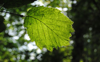 Green leaf tree branch bokeh - a green leaf free wallpaper