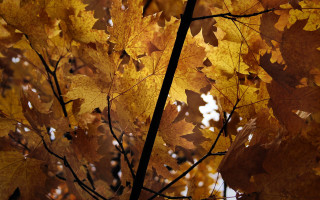 Fall tree yellow leaves sunset - the fall season free wallpaper
