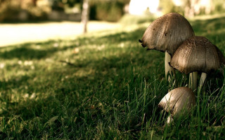 Mushrooms grass tree house ecological - shallow free wallpaper for desktop