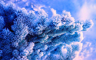 Blue plant snow autumn frost - winter free wallpaper for desktop