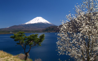 White flowered tree lake mountain 2 - ukiyoe free wallpaper