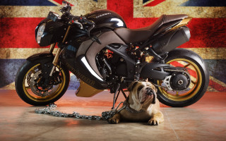 Dog motorcycle british flag sitting - bertram brooker free wallpaper