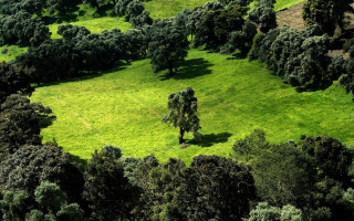 Green field trees cows forest - a few cow free wallpaper