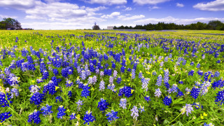Blue flower field cloudy sky - rich vivid color free wallpaper