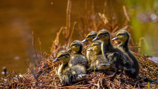 Ducks drygrass water grass photography - ground free wallpaper