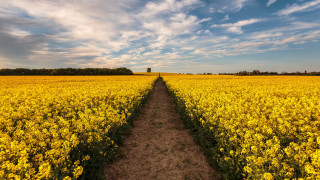 Dirt path yellow flowers cloudy - dave allsop free wallpaper